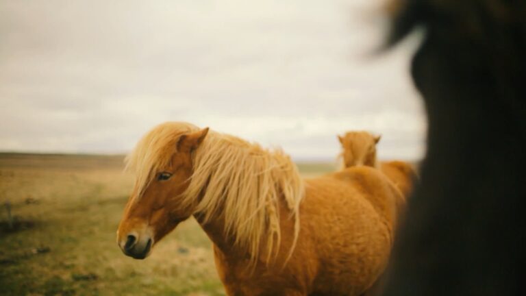 Horses in a field